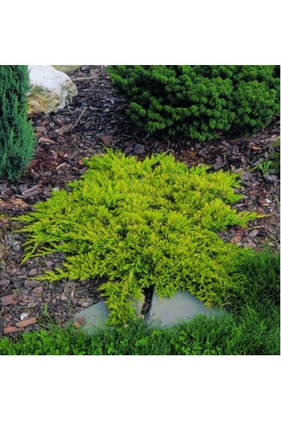 Ялівець горизонтальний Голден Карпет